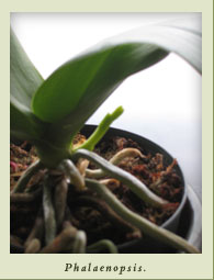 phalaenopsis_budshoot.jpg